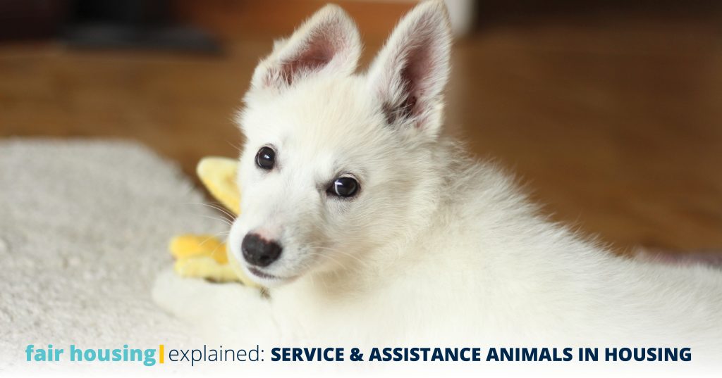 fair housing service animal age fair housing service animal age